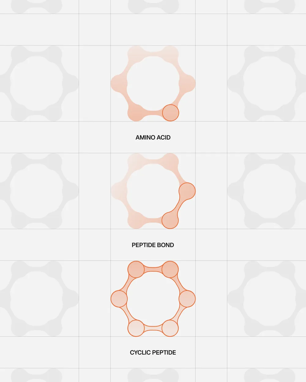 menten AI logo construction: amino acid, peptide bond, cyclic peptide